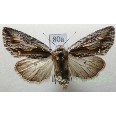 Calliergis ramosa (Esper, 1786) Czech80a